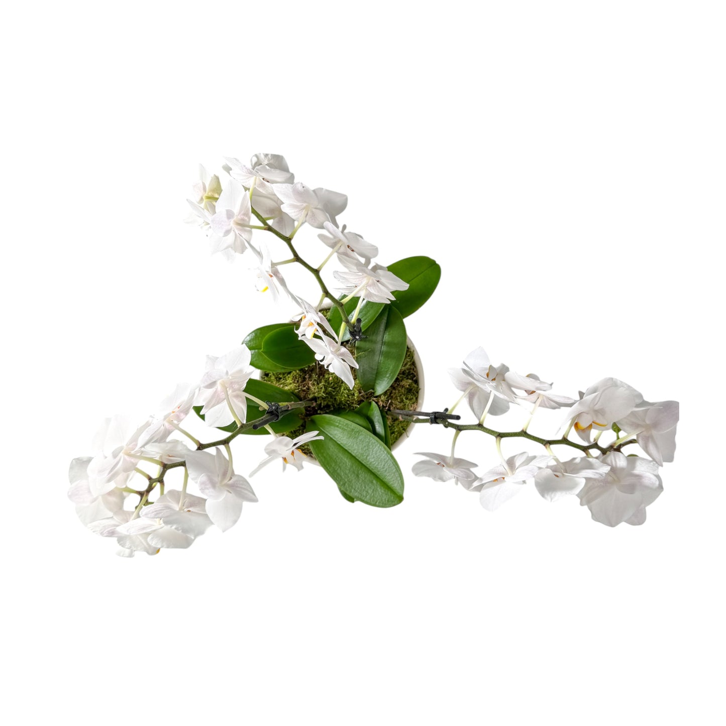 Phalaenopsis 9cm Trio Planter White - Orchid The Horti House