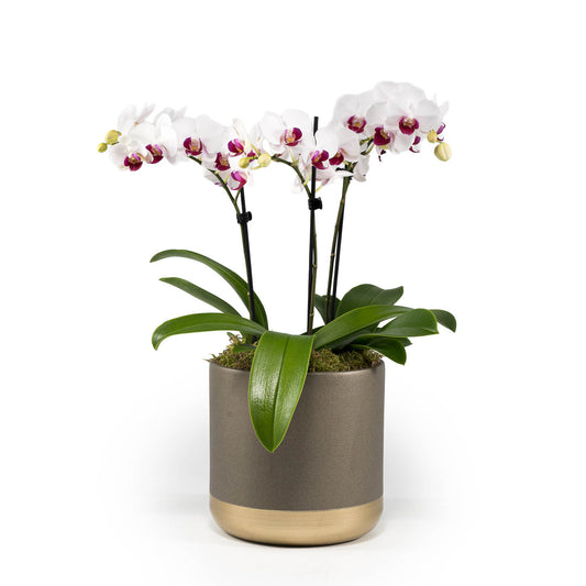 Phalaenopsis 9cm Triple Planter - Orchid The Horti House