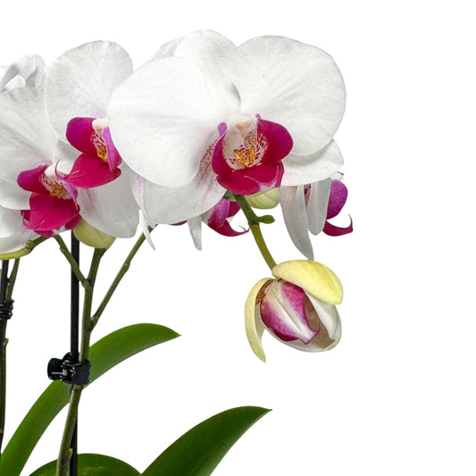 Phalaenopsis 9cm Triple Planter - Orchid The Horti House
