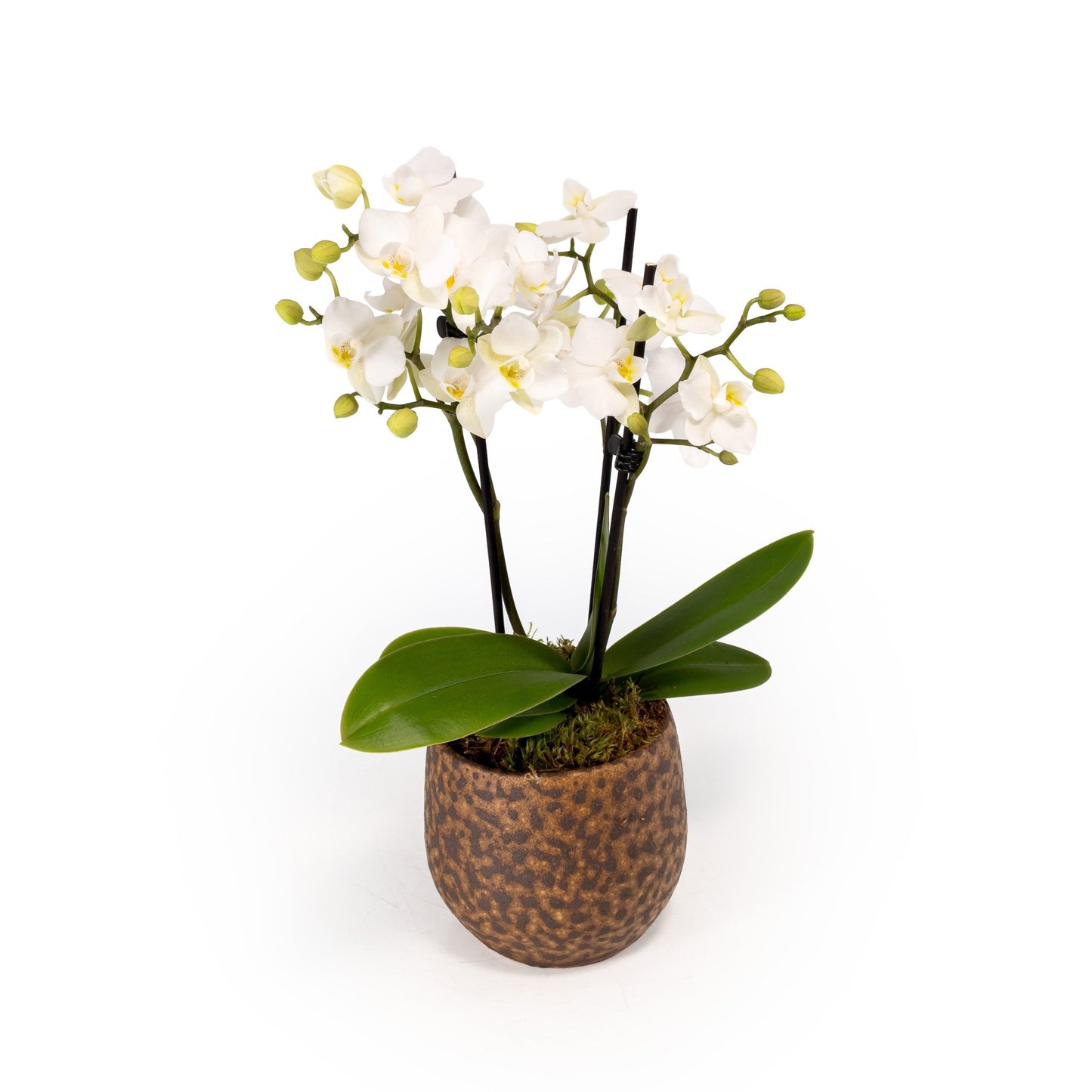 Phalaenopsis 9cm Triple Stem in Artisan No.1 Ceramic - Orchid The Horti House
