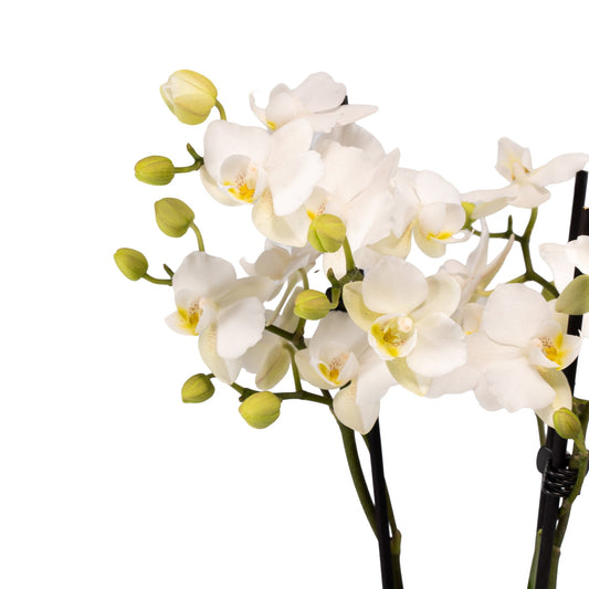 Phalaenopsis 9cm Triple Stem in Artisan No.1 Ceramic - Orchid The Horti House