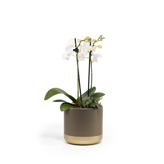 Phalaenopsis 9cm Twin Stem Christmas Planter - Orchid The Horti House