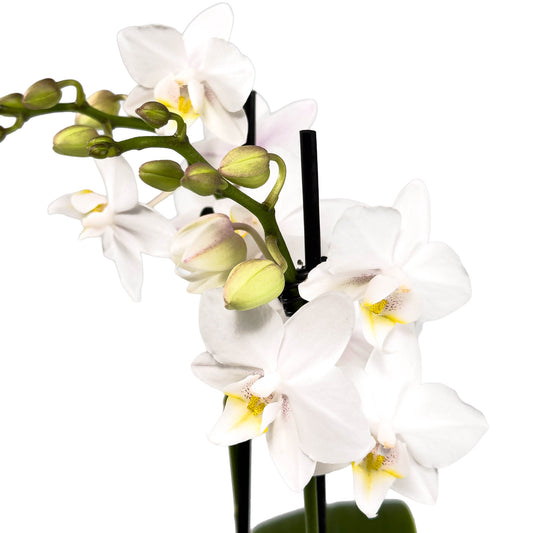Phalaenopsis 9cm Twin Stem Christmas Planter - Orchid The Horti House