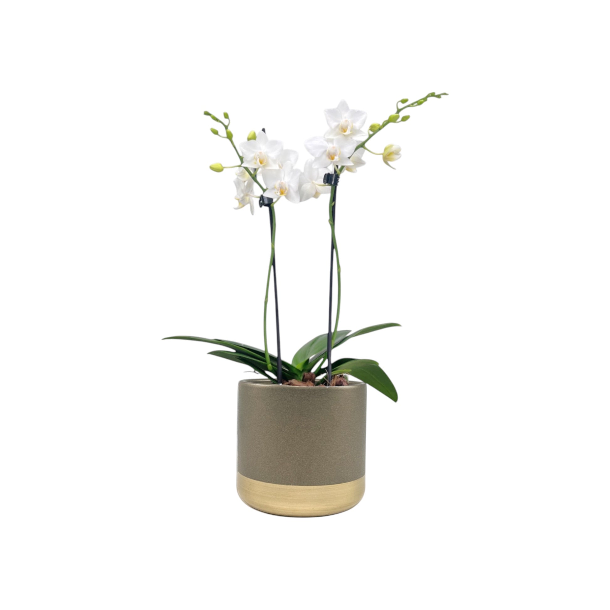 Phalaenopsis 9cm In Christmas Ceramic - Orchid The Horti House
