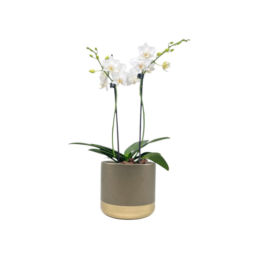 Phalaenopsis 9cm In Christmas Ceramic - Orchid The Horti House