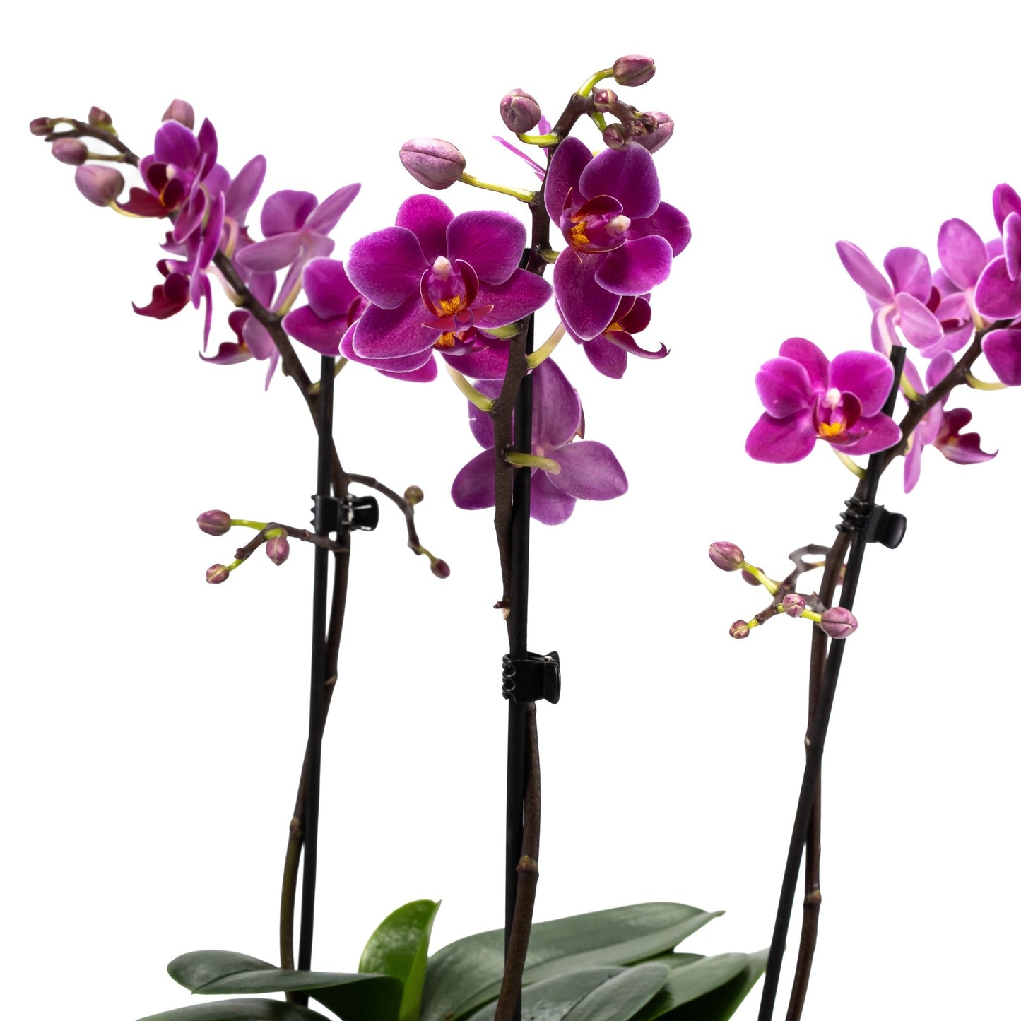 Phalaenopsis Single Stem Trio in 21cm Planter - Orchid The Horti House