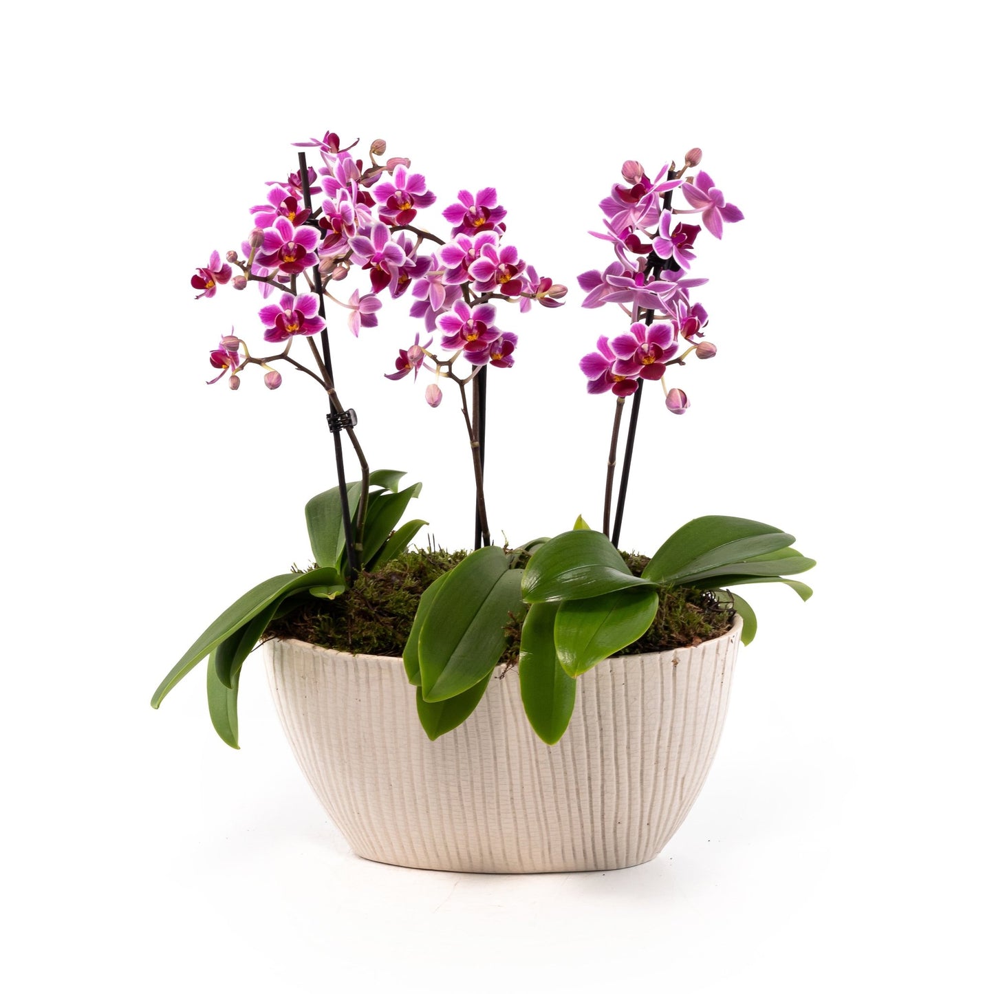 Phalaenopsis Single Stem Trio in Artisan No.4 Planter - Orchid The Horti House