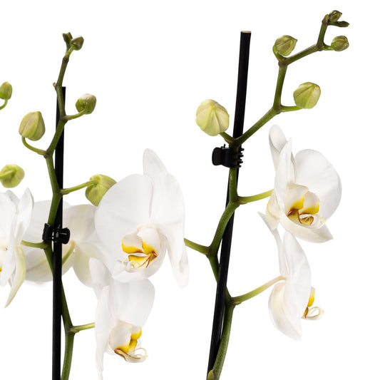 Phalaenopsis Trio In Green Luxury Bowl - Orchid The Horti House