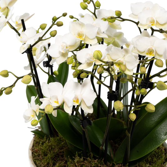 Phalaenopsis Trio in 23cm Planter - Orchid The Horti House