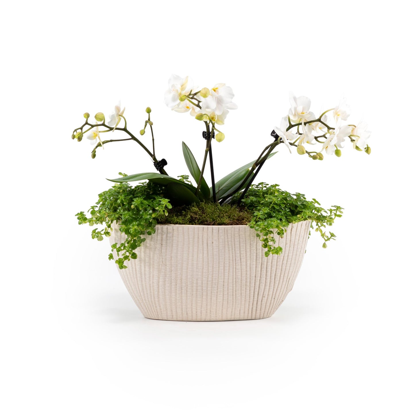 Phalaenopsis Triple Stem Arrangement in Artisan No.4 Planter - Orchid The Horti House