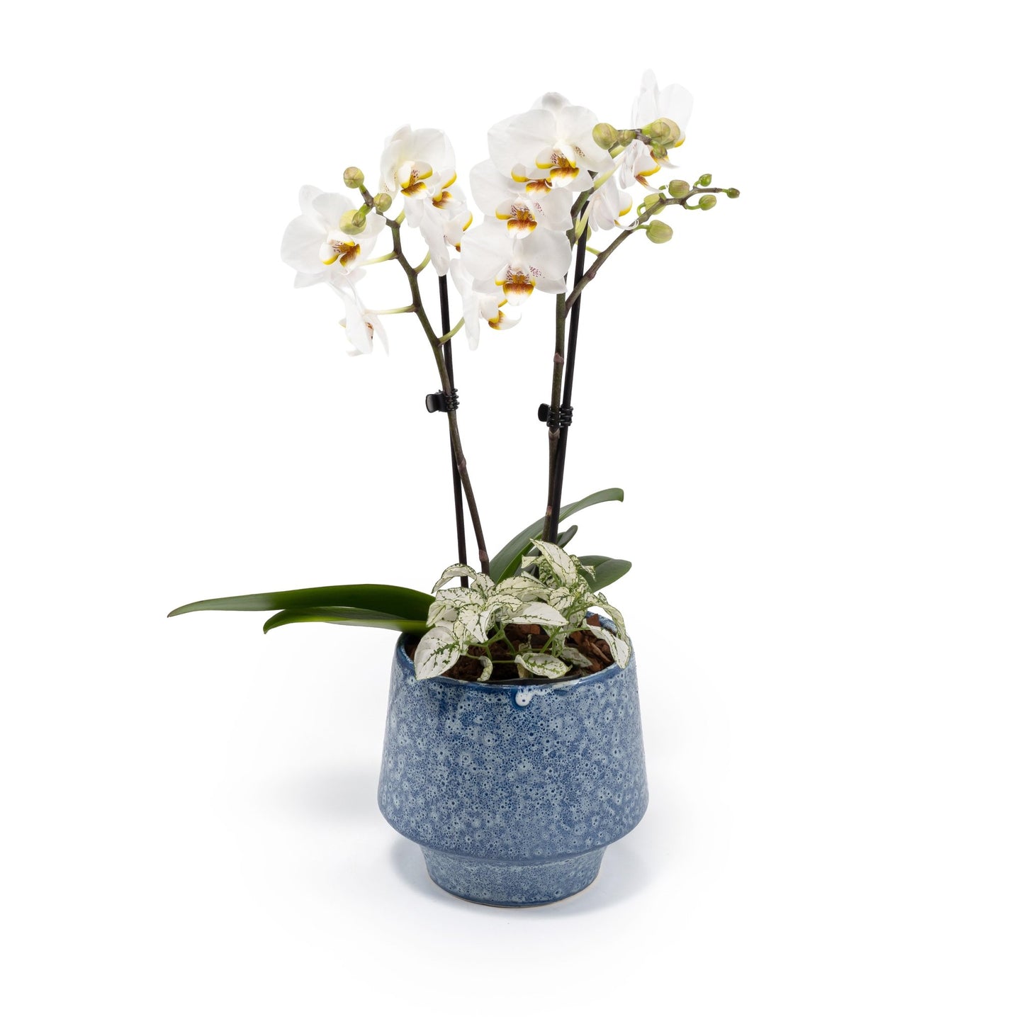 Phalaenopsis Twin Stem 12cm Artisan No.5 Planter - Orchid The Horti House