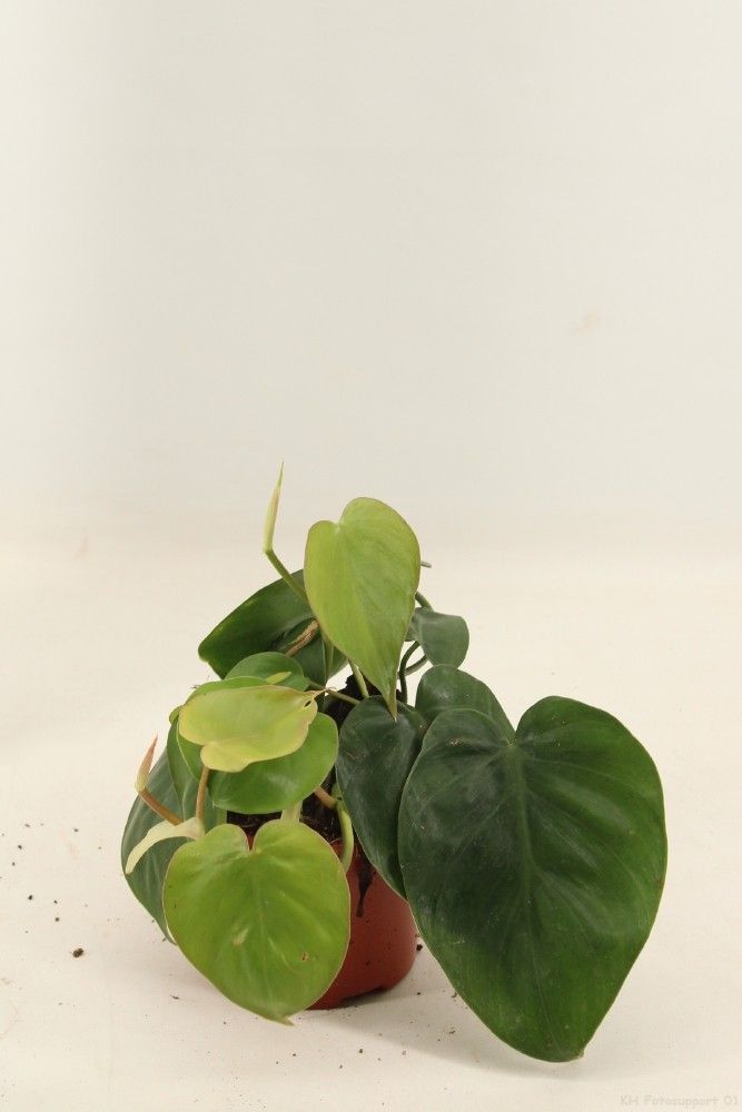 Philodendron 12cm Scandens - Green Plant The Horti House