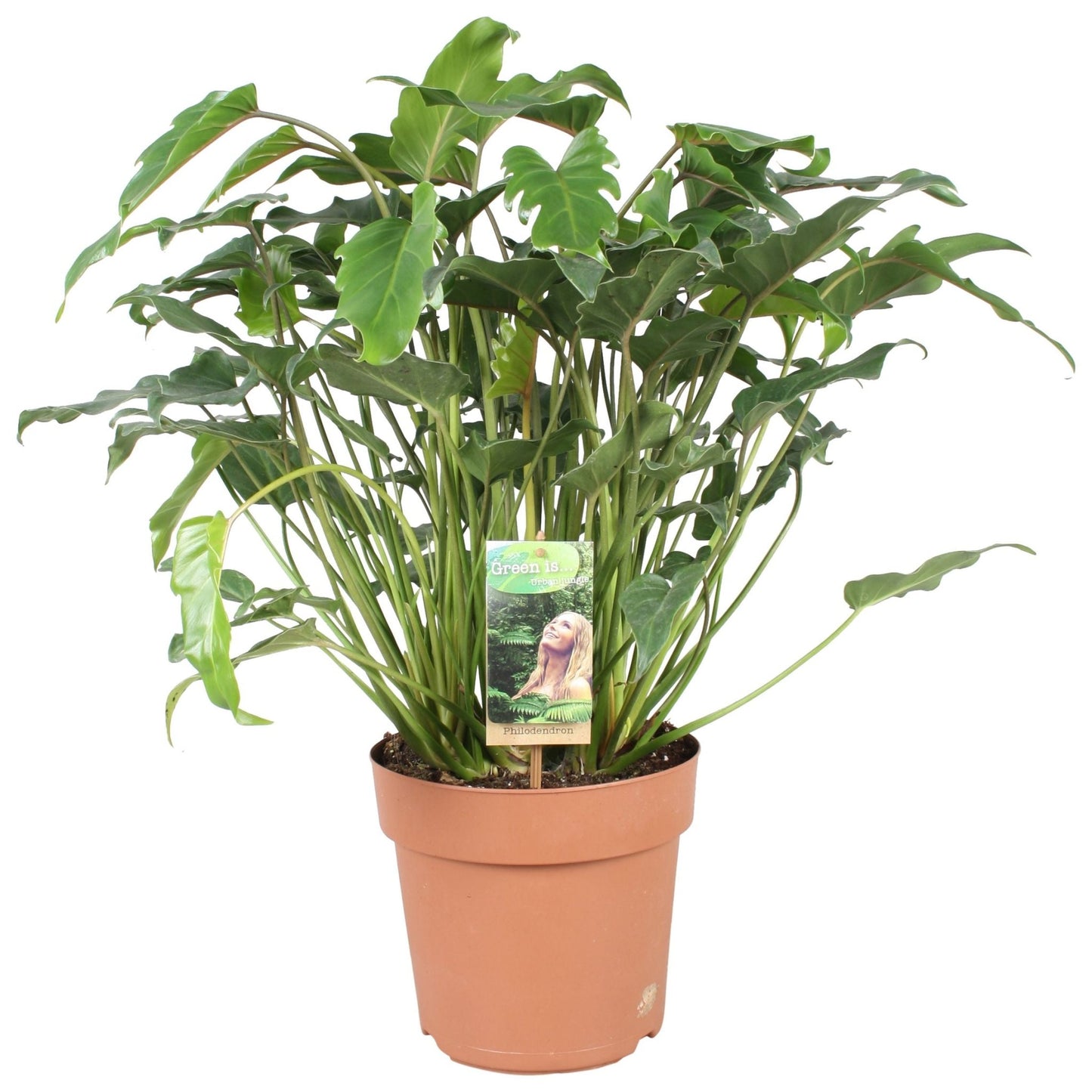 Philodendron 21cm Xanadu - Green Plant The Horti House