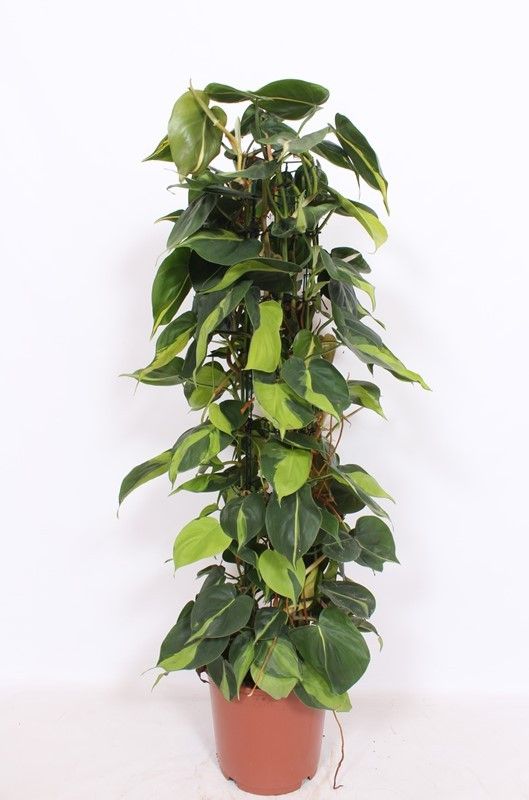 Philodendron 24cm Scandens Brasil - Green Plant The Horti House