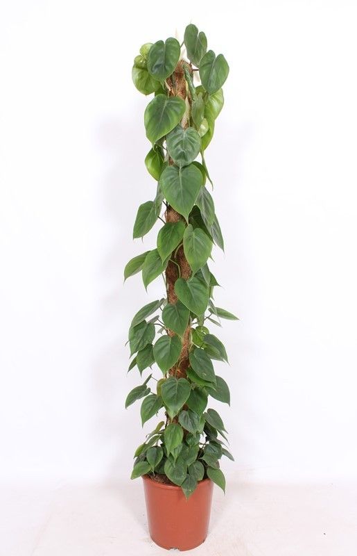 Philodendron 27cm Scandens - Green Plant The Horti House