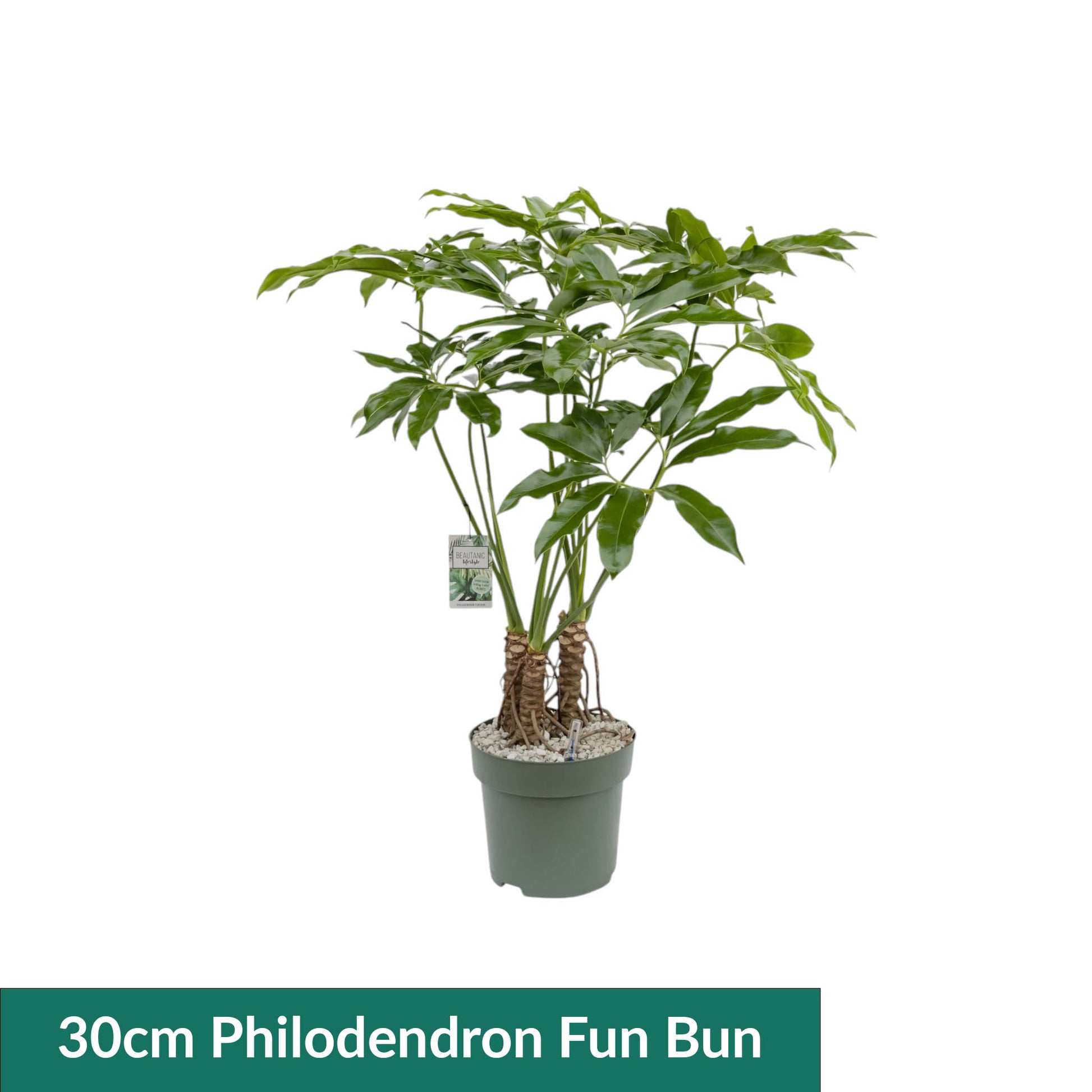 XL Hydro Plants Trolley Deal - XL Hydro Plants The Horti House