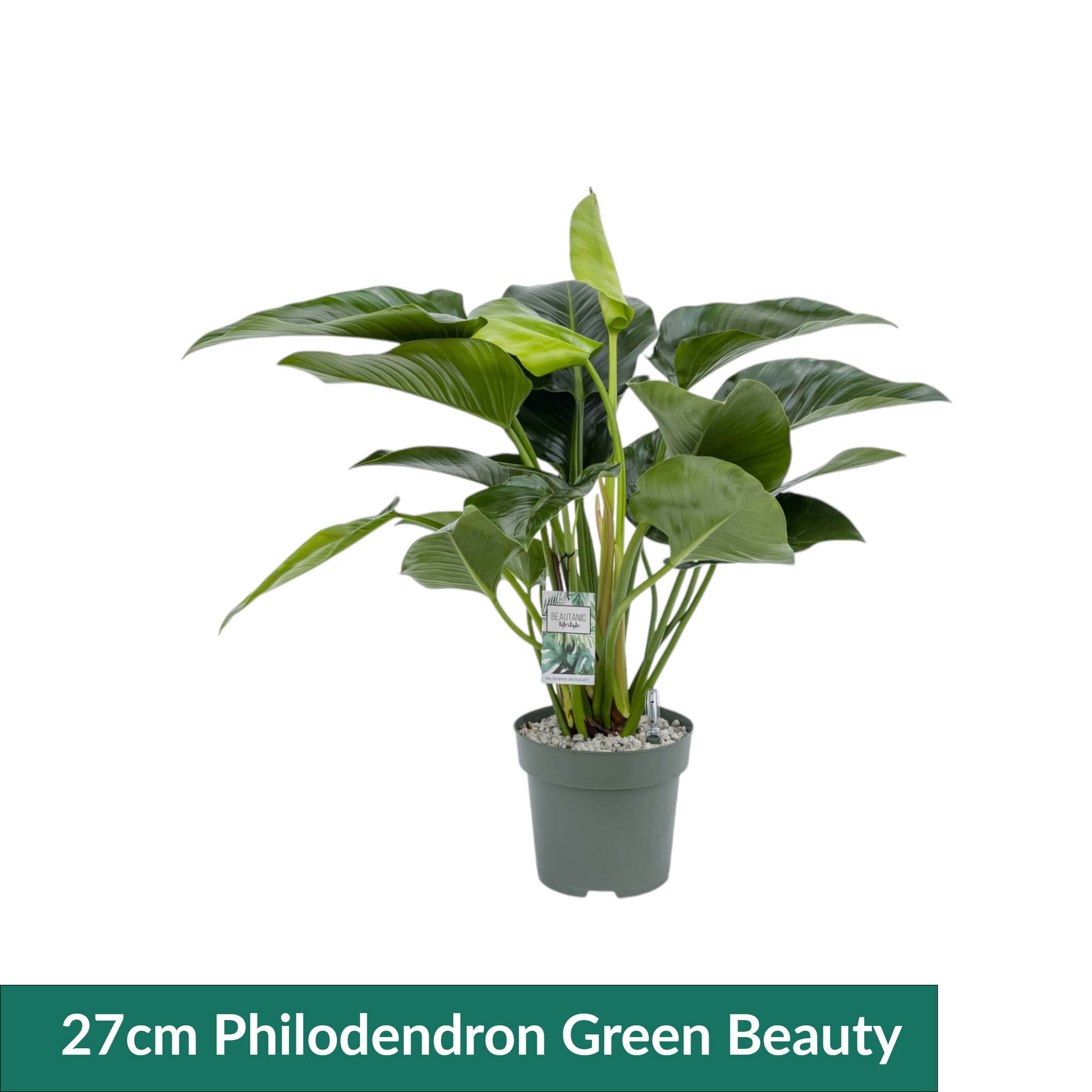 XL Hydro Plants Trolley Deal - XL Hydro Plants The Horti House