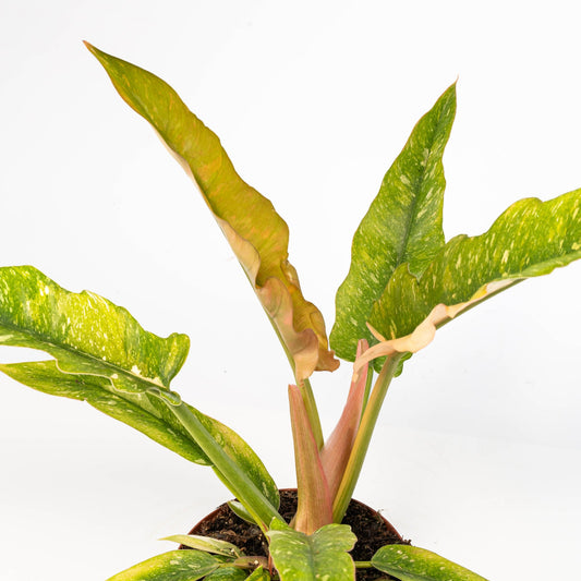 Philodendron 12cm Ring of Fire - Green Plant The Horti House