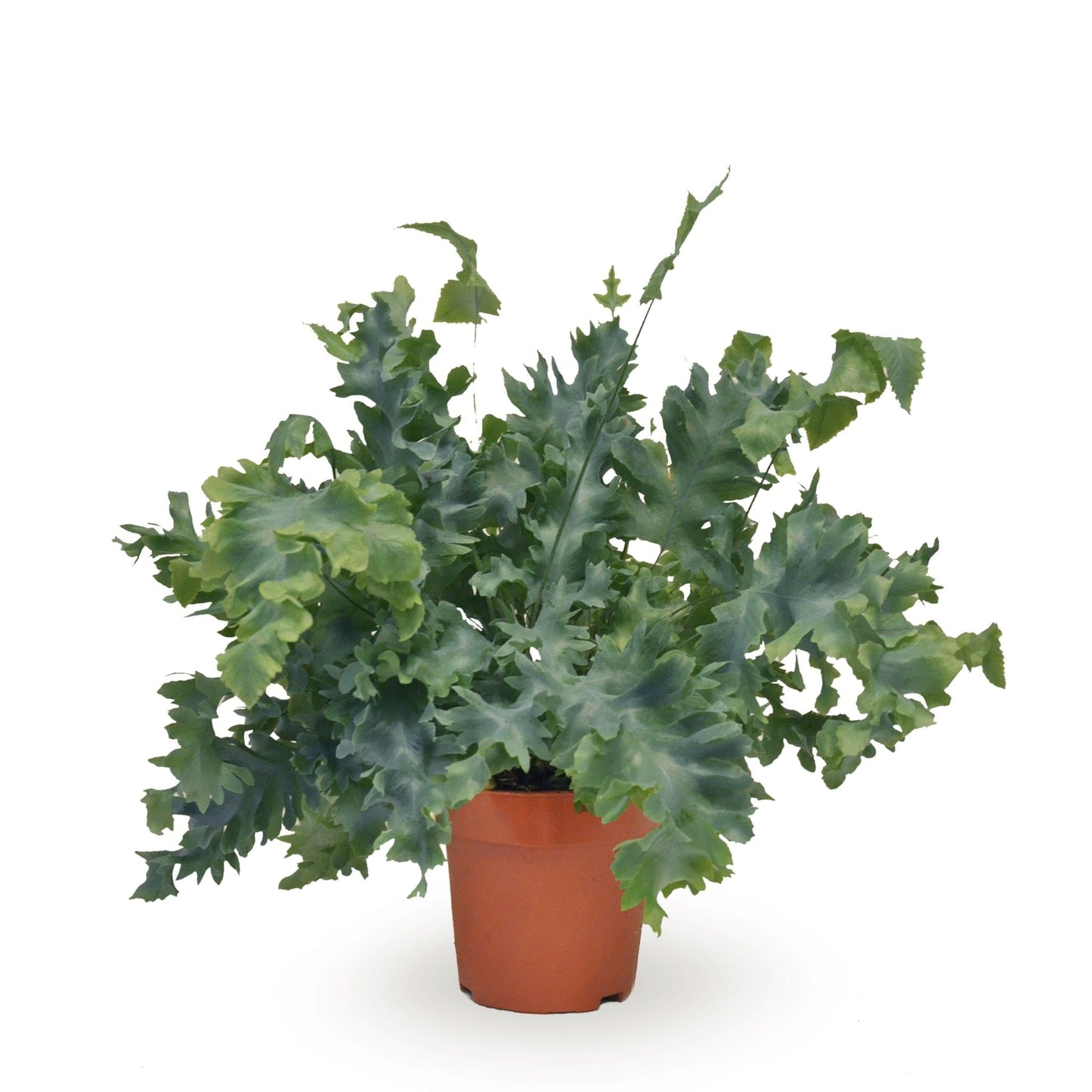 Phlebodium 12cm Davana - Green Plant The Horti House
