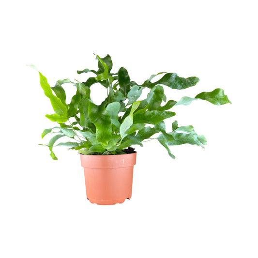 Phlebodium 12cm Aureum - Green Plant The Horti House