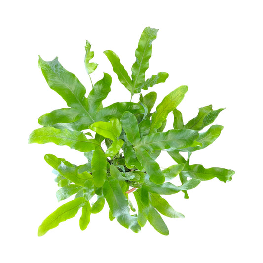 Phlebodium 12cm Aureum - Green Plant The Horti House