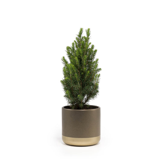 Picea 12cm in Christmas Ceramic - Green Plant The Horti House