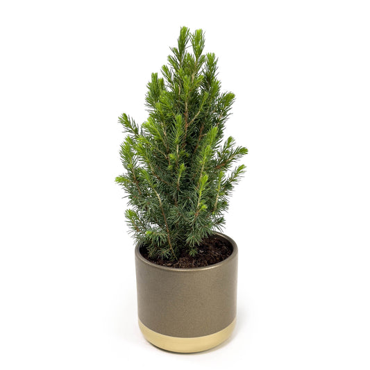 Picea 12cm in Christmas Ceramic - Green Plant The Horti House