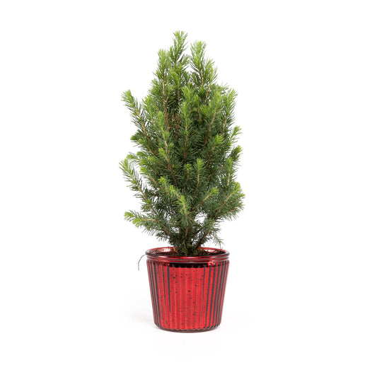 Picea 9cm in Christmas Glass - Green Plant The Horti House
