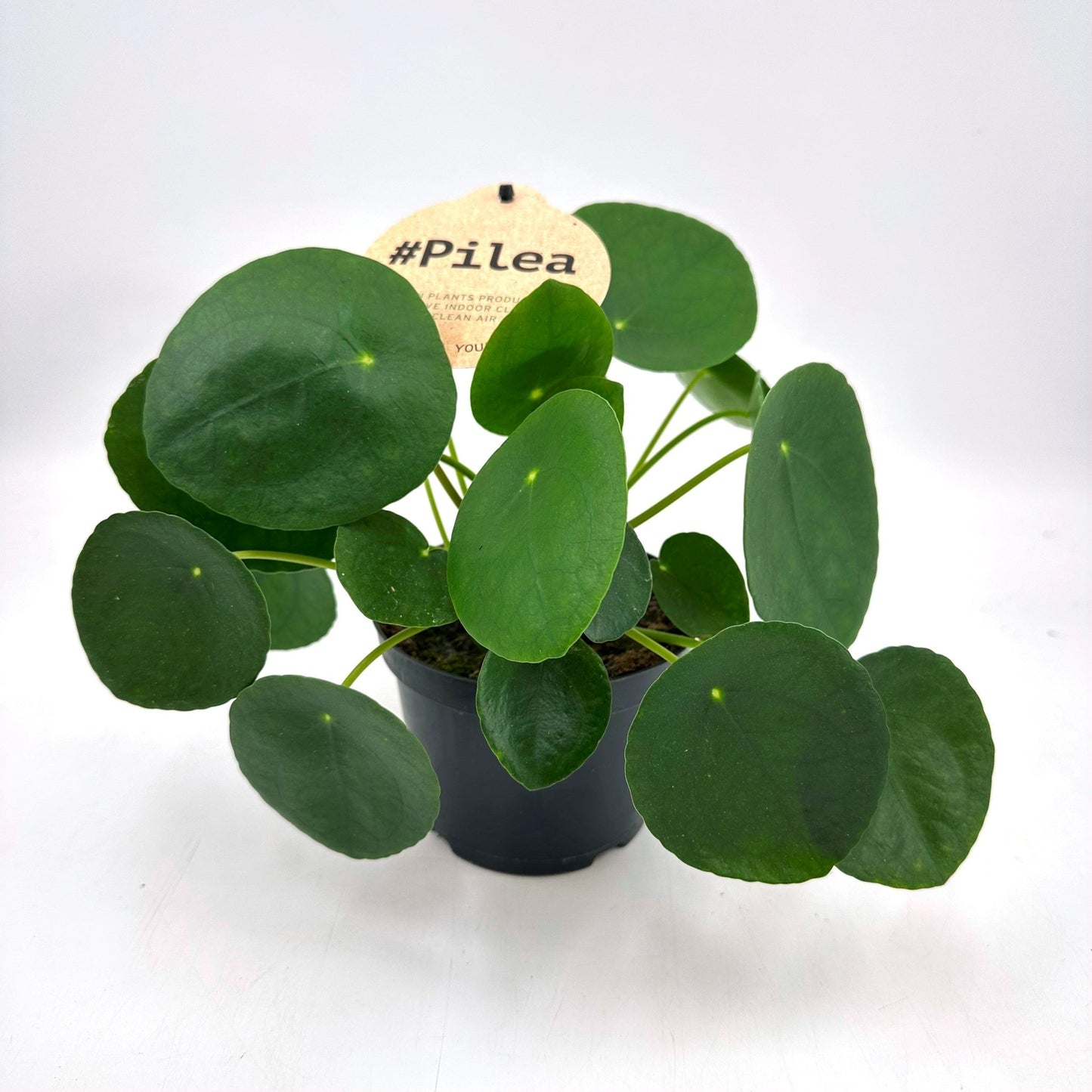 Pilea 19cm Peperomoides - Green Plant The Horti House