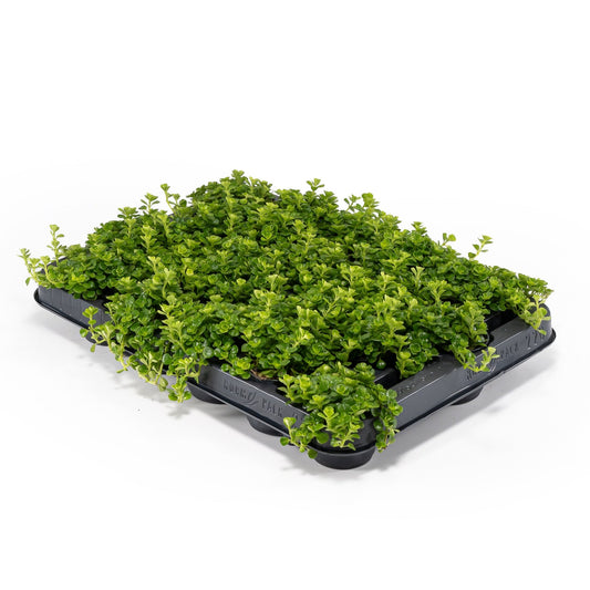 Pilea 5.5cm Depressa - Green Plant The Horti House