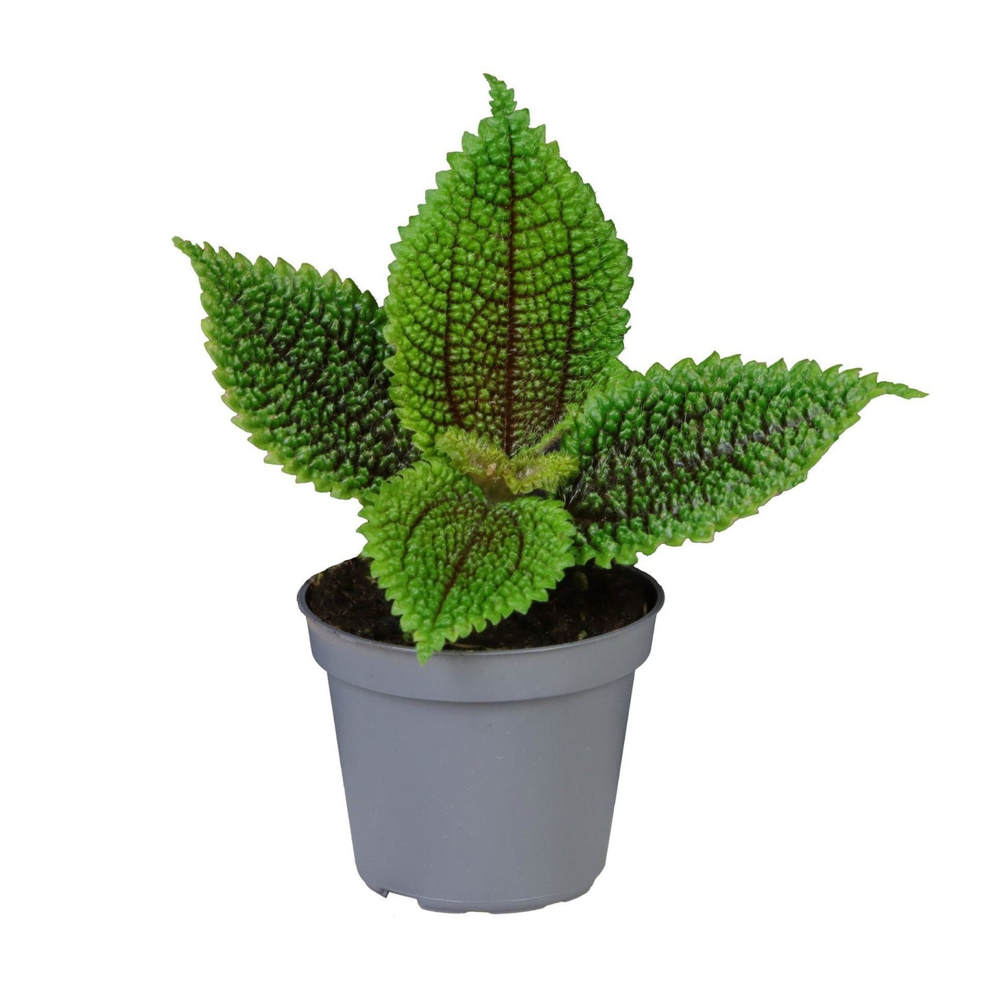 Pilea 6cm Moon Valley - Green Plant The Horti House