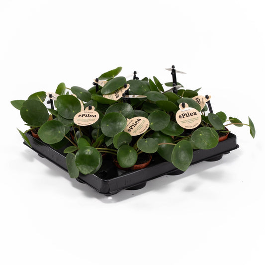 Pilea 6cm Peperomoides - Green Plant The Horti House