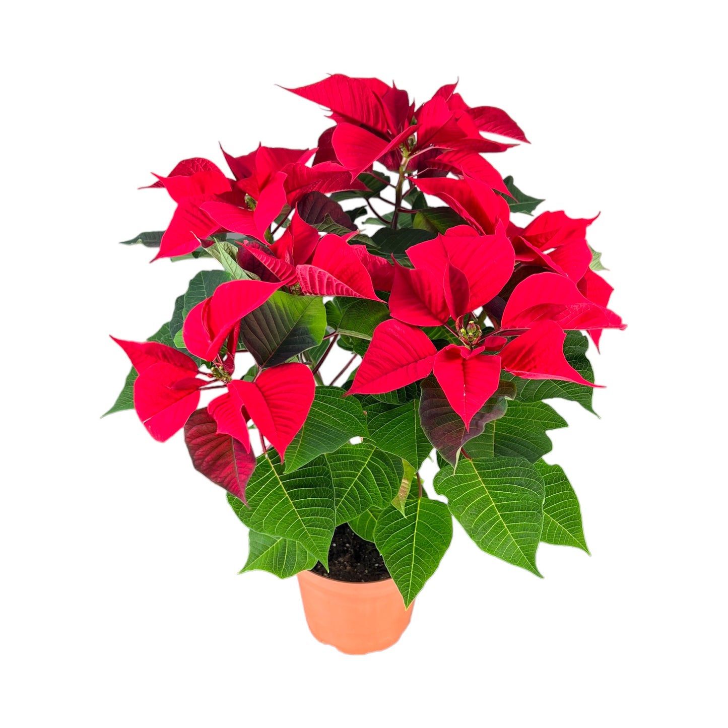 Poinsettia 13cm Sleeved