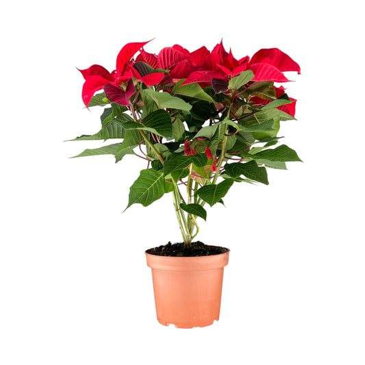 Poinsettia 13cm Sleeved