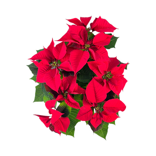 Poinsettia 13cm in Festive Ceramic