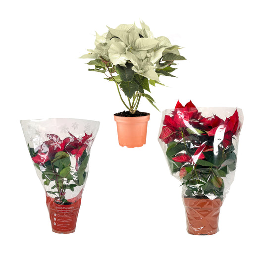 Poinsettia Trolley 2 - Poinsettia The Horti House