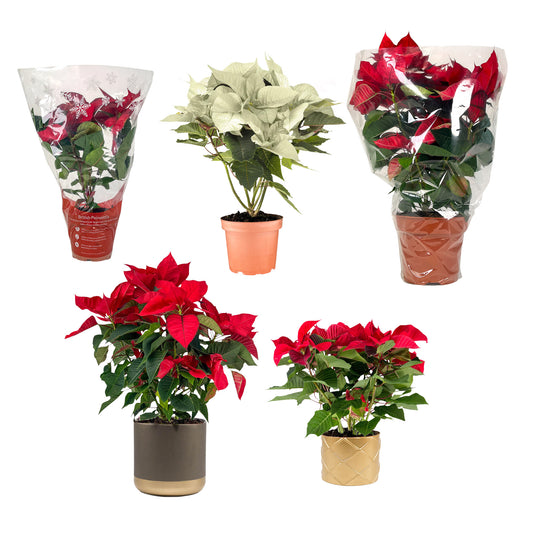 Poinsettia Trolley 3 - Poinsettia The Horti House