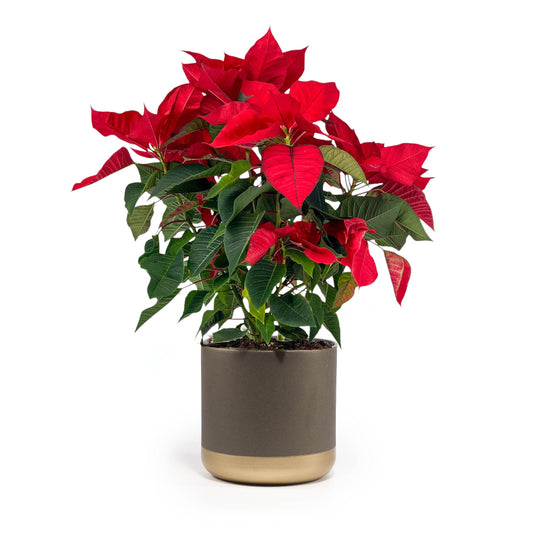 Poinsettia 17cm in Christmas Ceramic - Poinsettia The Horti House