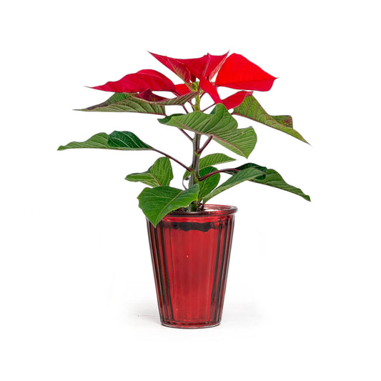 Poinsettia 6cm in Glass - Poinsettia The Horti House