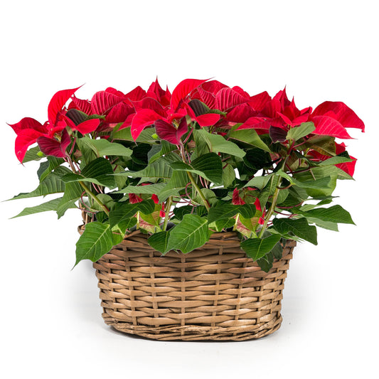 Poinsettia Basket - Flowering The Horti House