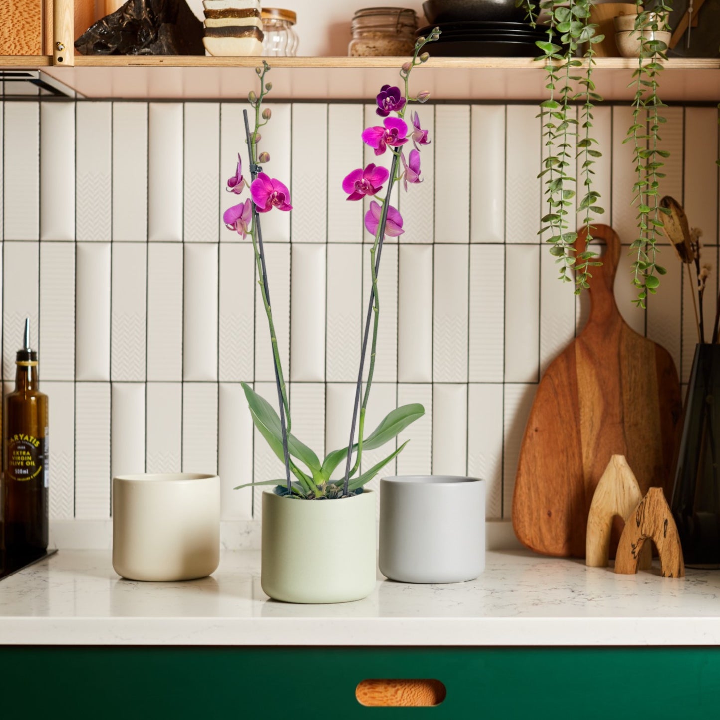 Phalaenopsis 12cm Twin Stem Purple in Cambridge Ceramic - Orchid The Horti House