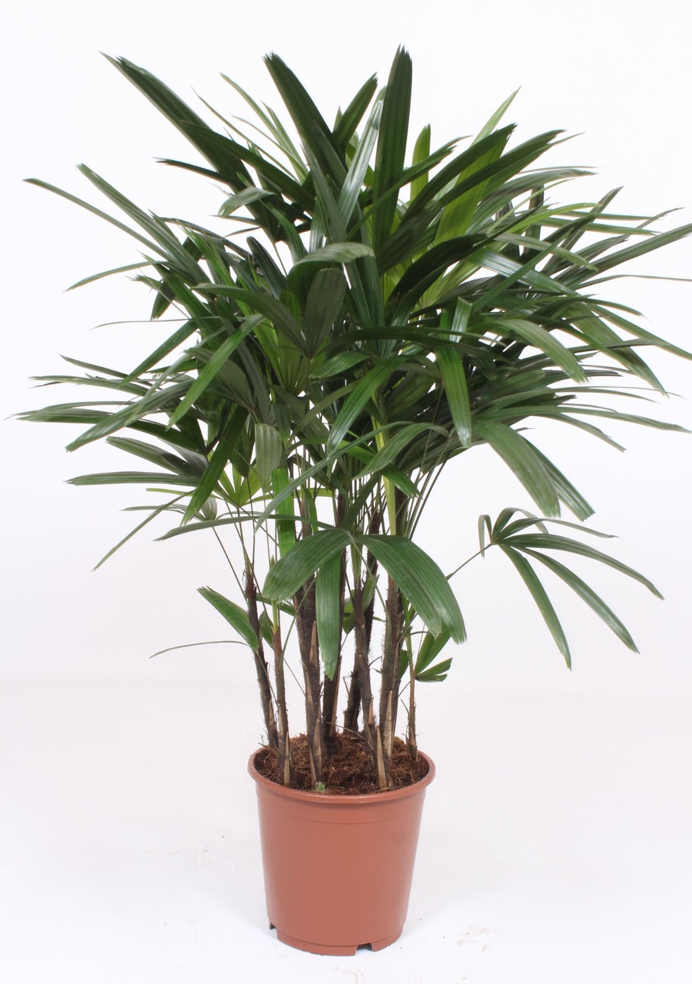 Rhapis 24cm Excelsa - Green Plant The Horti House