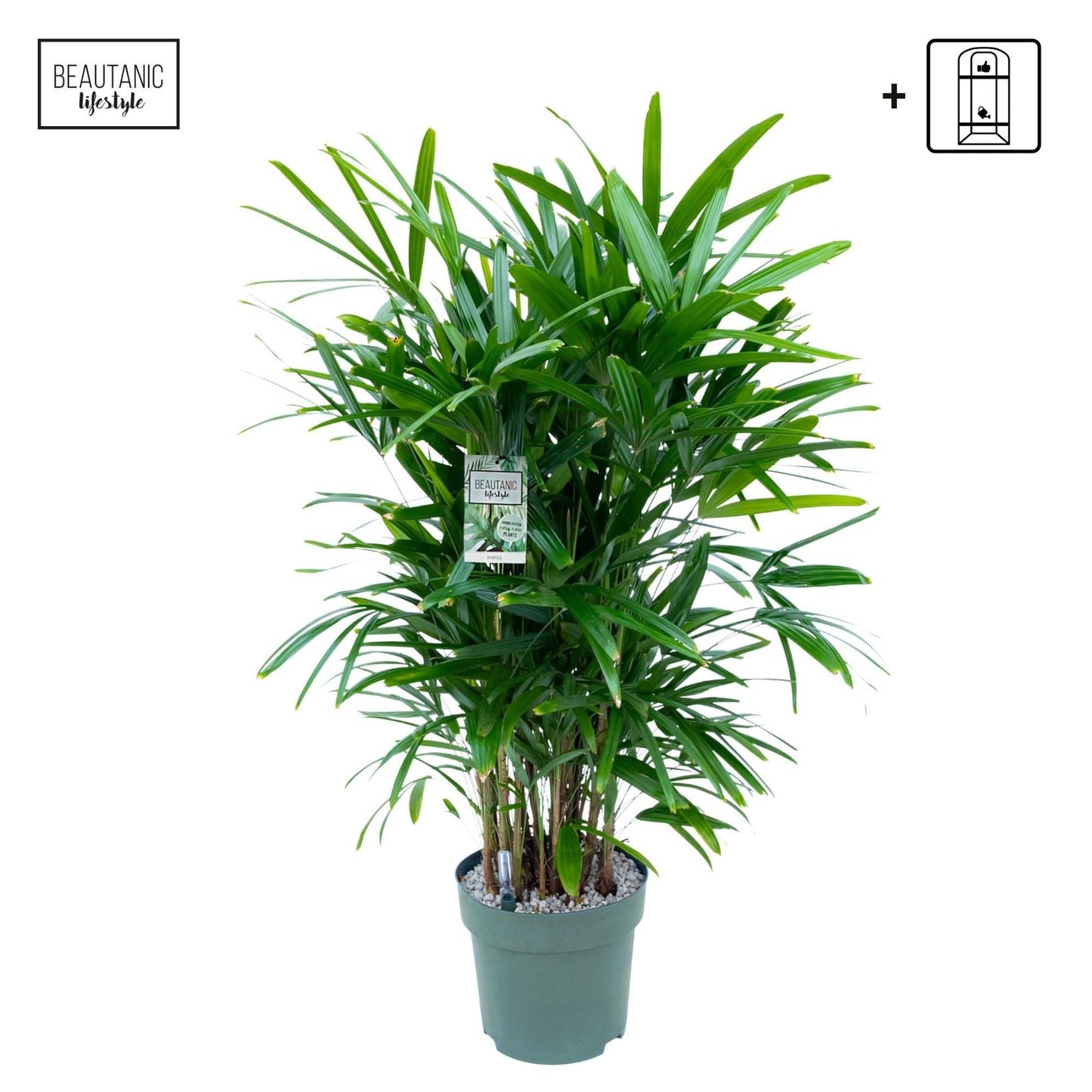Rhapis 30cm Excelsa Hydro