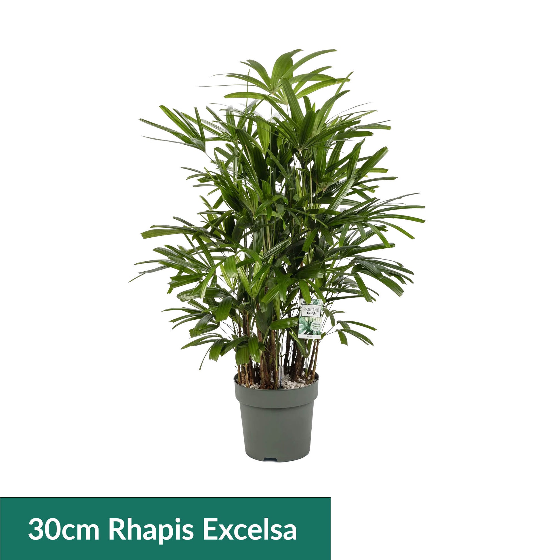 XL Hydro Plants Trolley Deal - XL Hydro Plants The Horti House