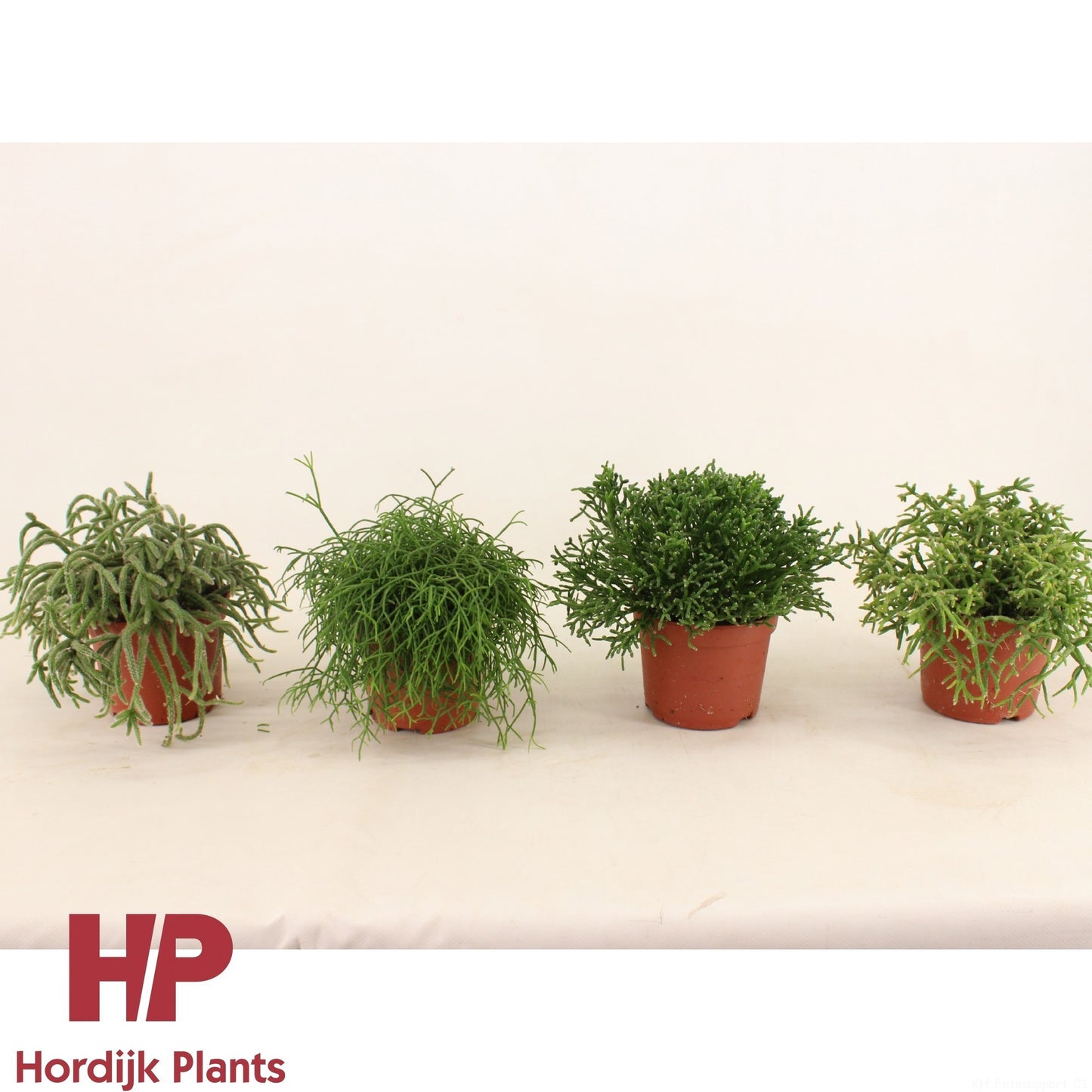Rhipsalis 15cm Paradoxa Minor - Succulent The Horti House