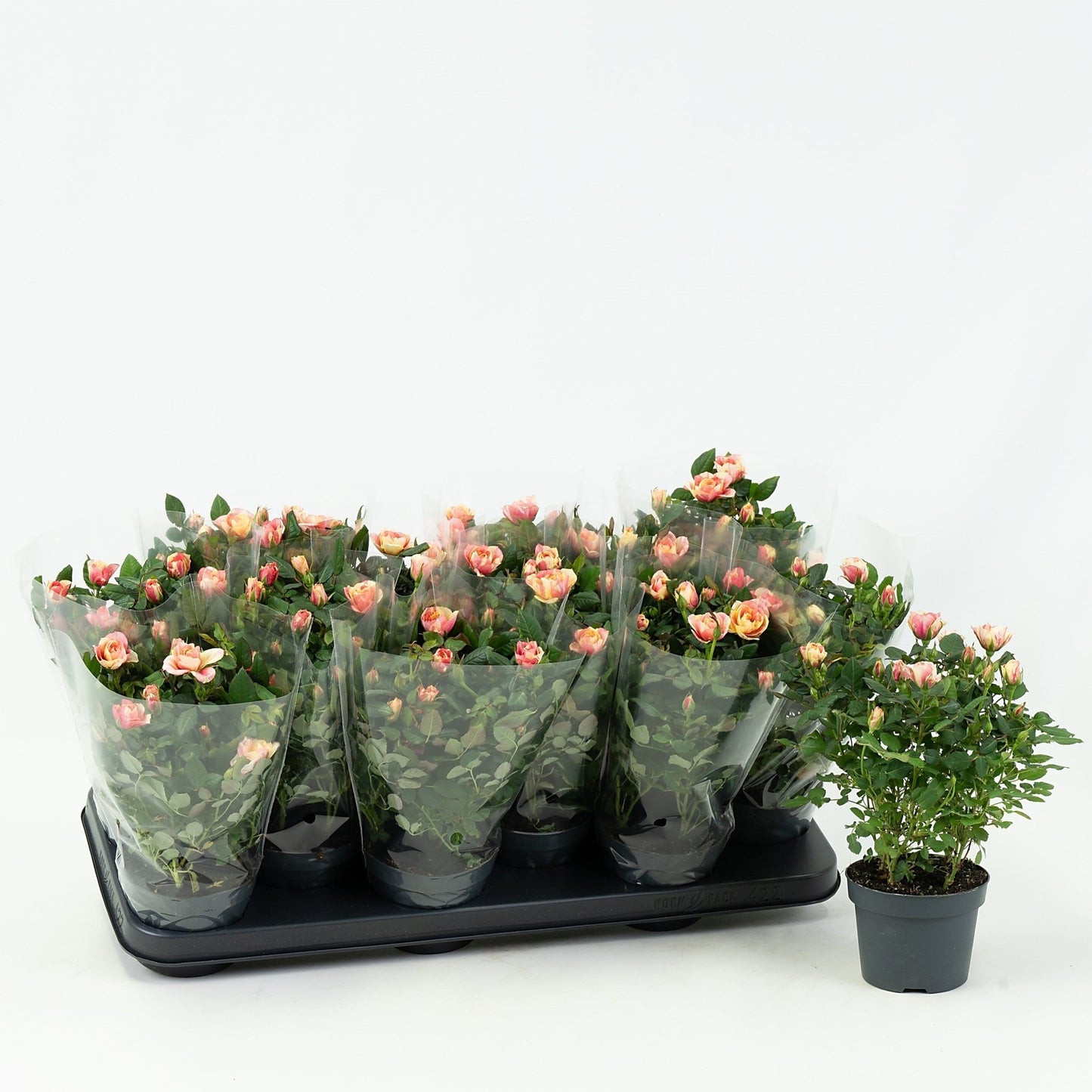 Rose 10.5cm Gosia