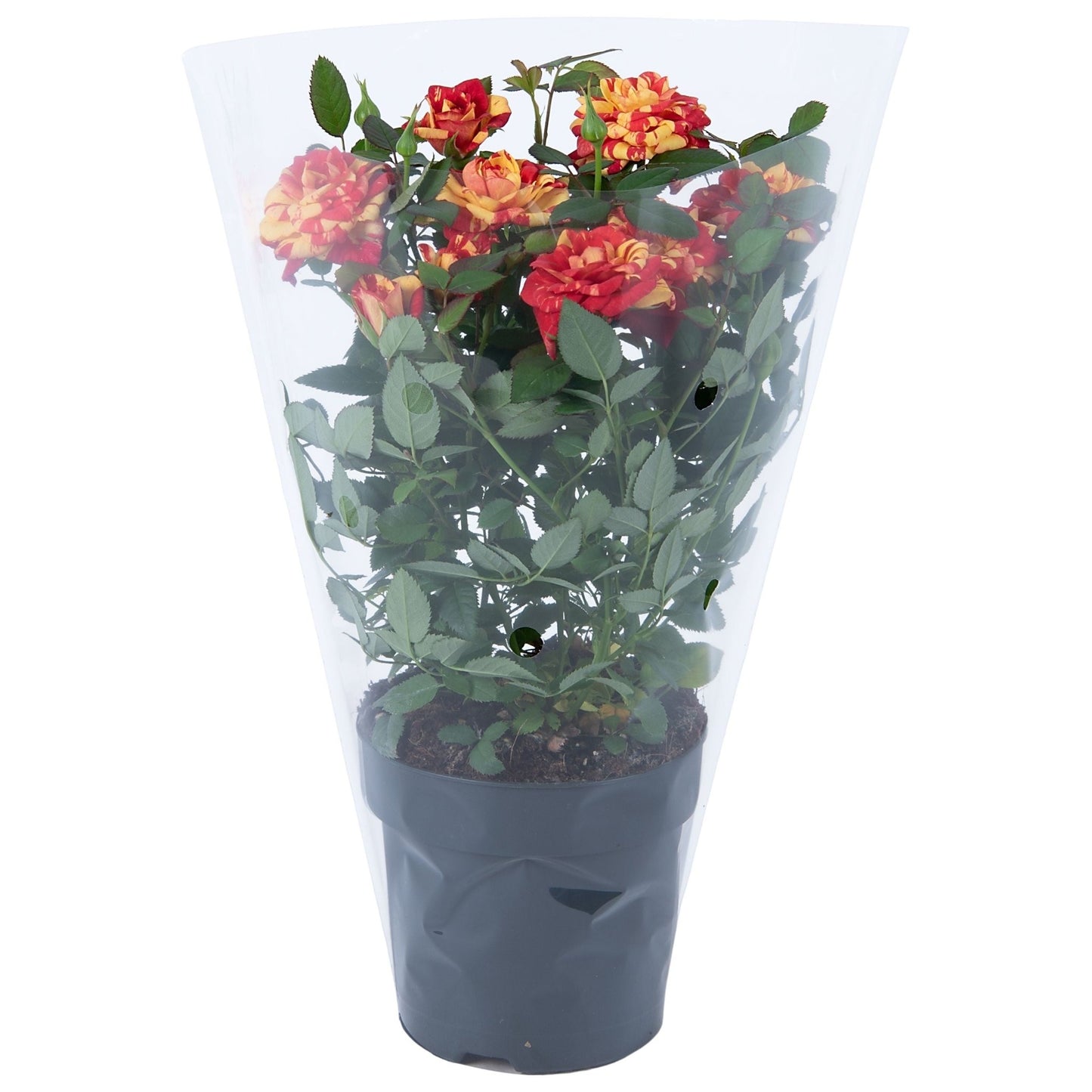Rose 10.5cm Liss
