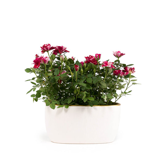 Rose 10.5cm Gigi in Duo Ceramic - Flowering The Horti House