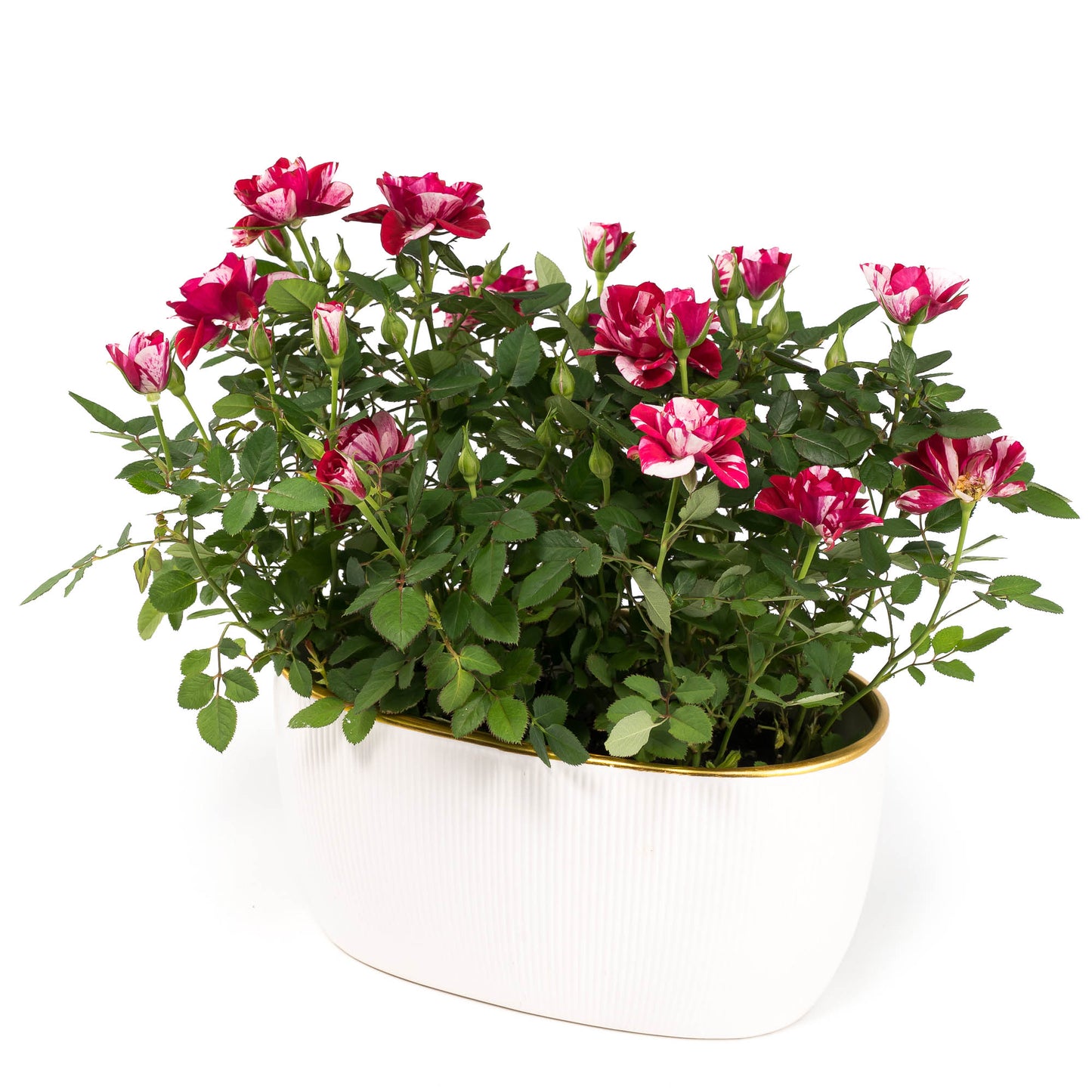 Rose 10.5cm Gigi in Duo Ceramic - Flowering The Horti House