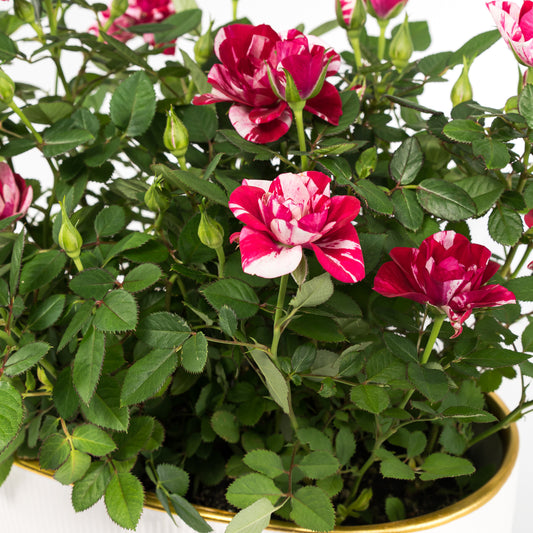 Rose 10.5cm Gigi in Duo Ceramic - Flowering The Horti House